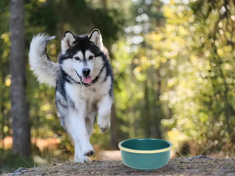 Pet Paw Bowl Big Stoneware Image 5